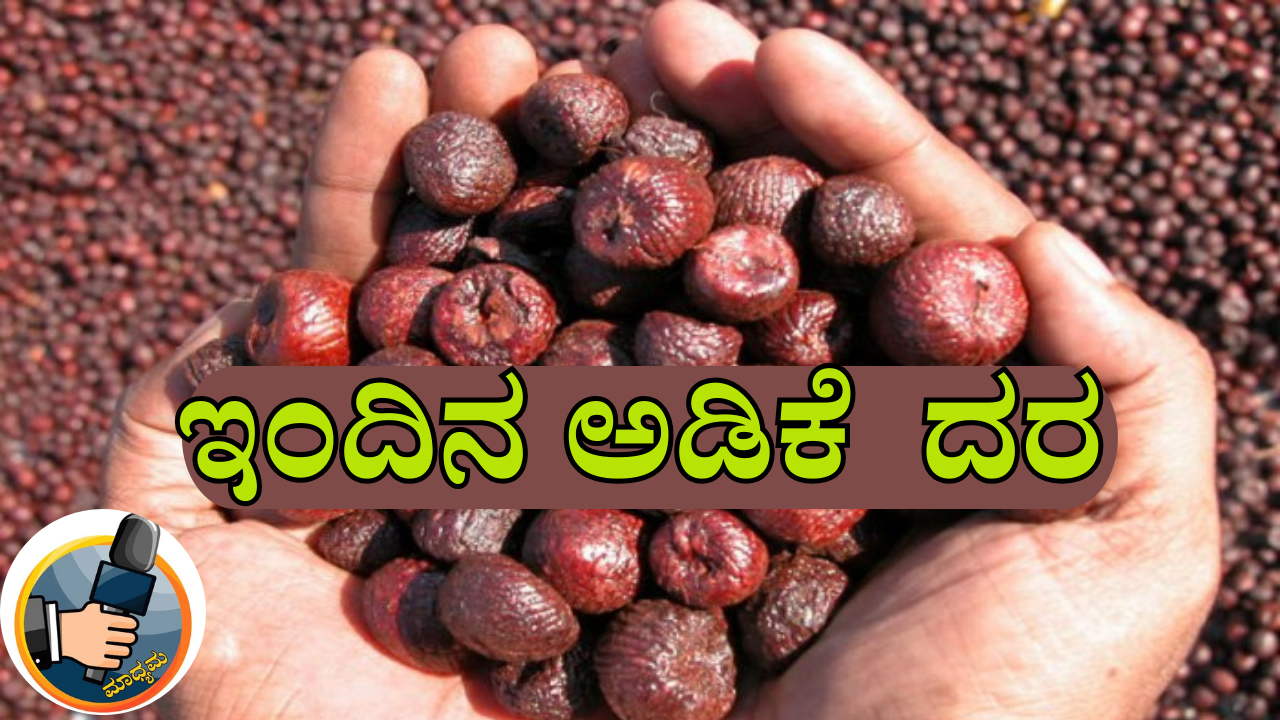 Arecanut Price Today Shimoga