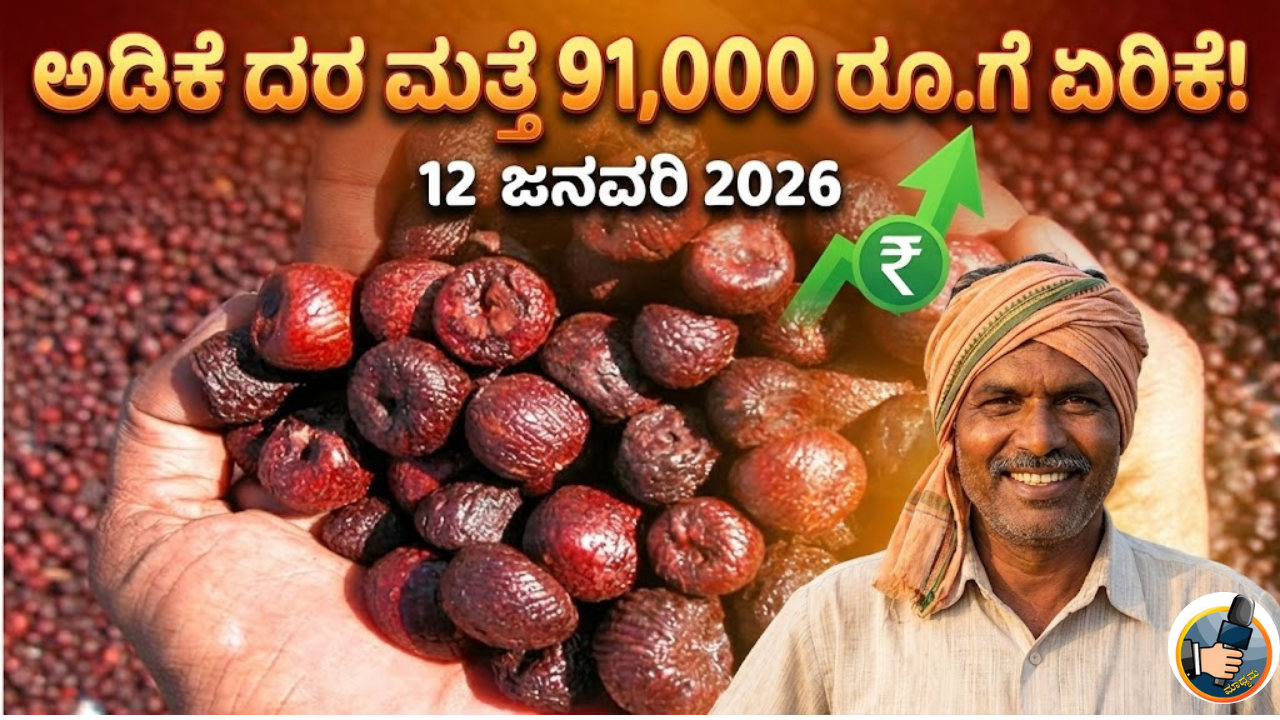 Apmc Adike Rate 12 January 2026 Today